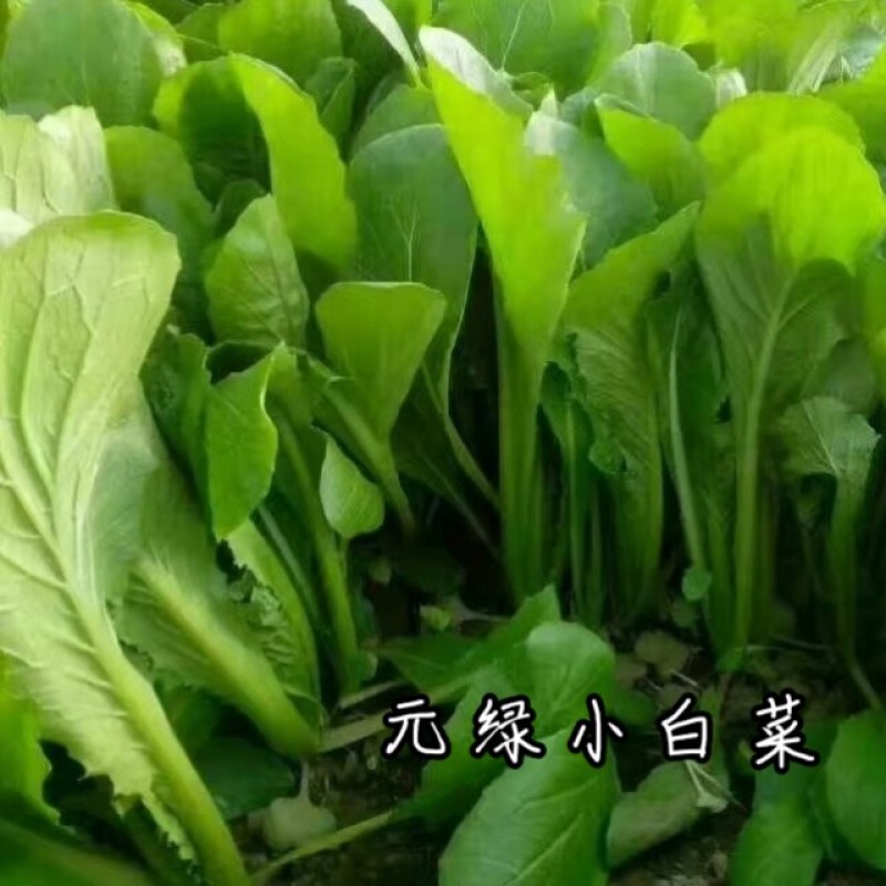 元绿小白菜种子绿帮绿梗叶快菜耐热越夏速生小白菜四季蔬菜种