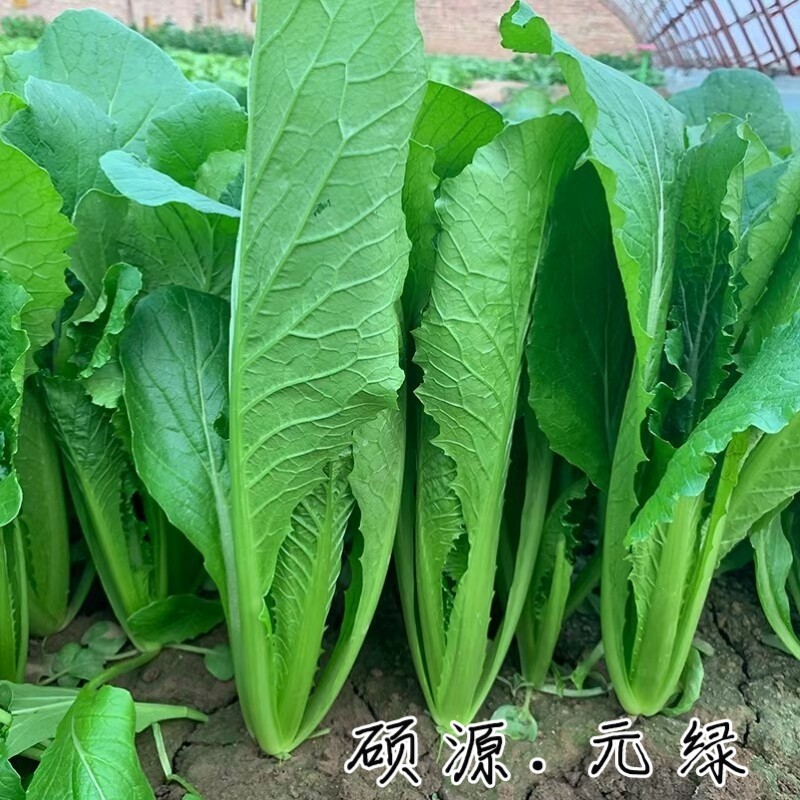 元绿小白菜种子绿帮绿梗叶快菜耐热越夏速生小白菜四季蔬菜种