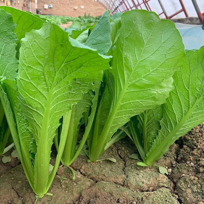 元绿小白菜种子绿帮绿梗叶快菜耐热越夏速生小白菜四季蔬菜种