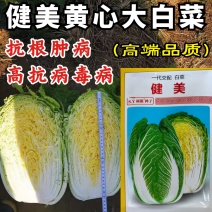 健美黄心大白菜种子秋宝高抗根肿病70天黄心芯白菜做泡菜种