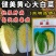 健美黄心大白菜种子秋宝高抗根肿病70天黄心芯白菜做泡菜种