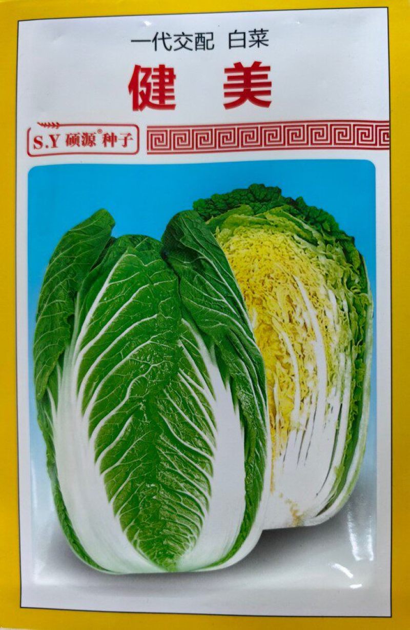 健美黄心大白菜种子秋宝高抗根肿病70天黄心芯白菜做泡菜种