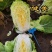 健美黄心大白菜种子秋宝高抗根肿病70天黄心芯白菜做泡菜种