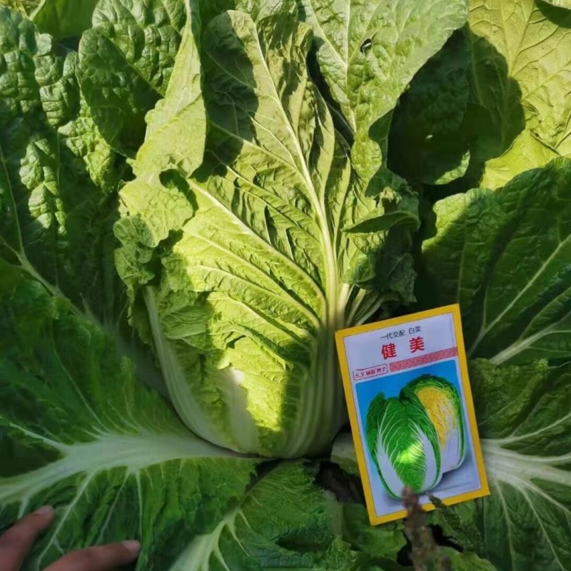 健美黄心大白菜种子秋宝高抗根肿病70天黄心芯白菜做泡菜种
