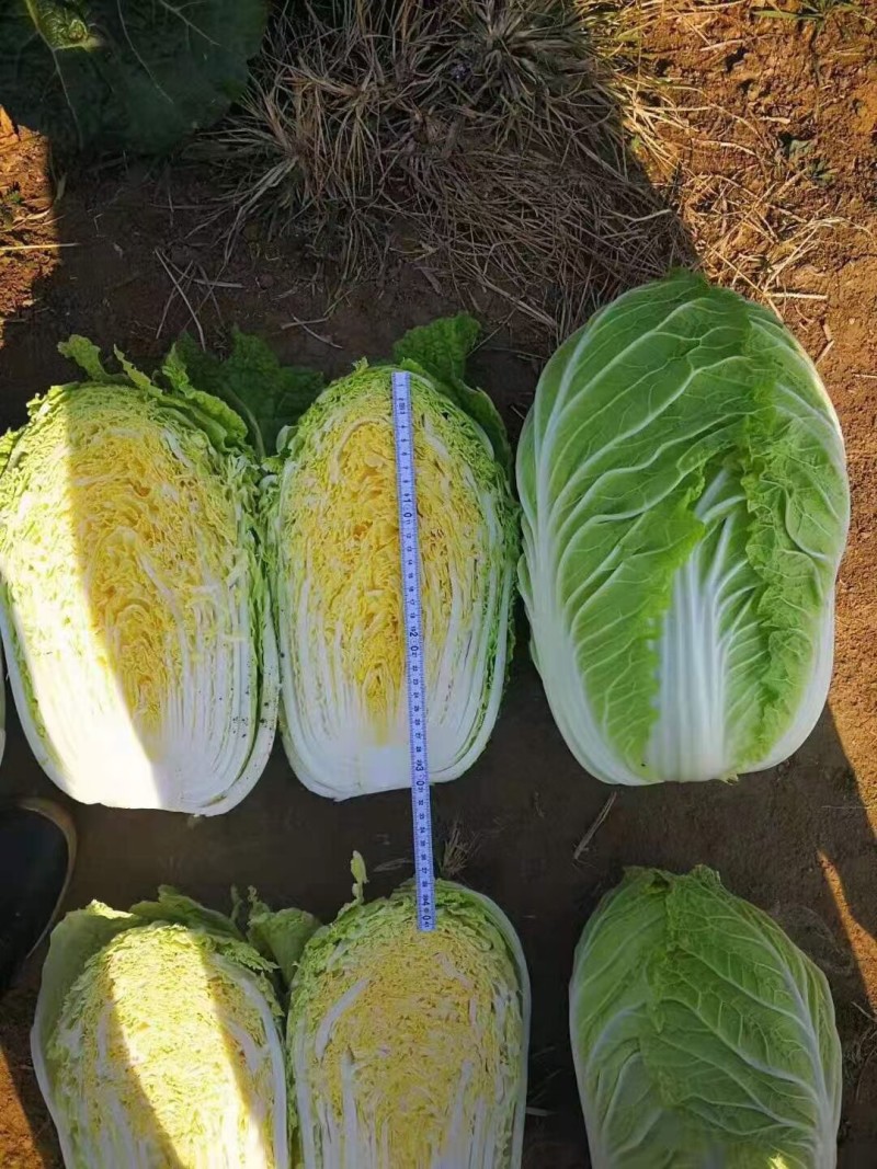 健美黄心大白菜种子秋宝高抗根肿病70天黄心芯白菜做泡菜种