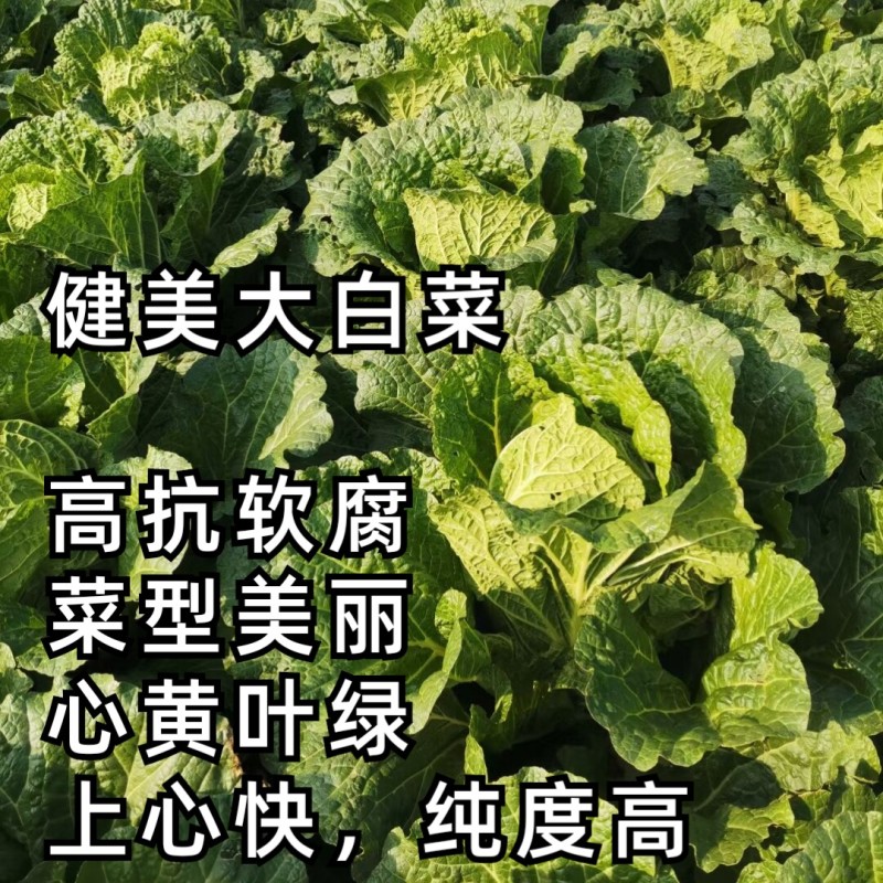 健美黄心大白菜种子秋宝高抗根肿病70天黄心芯白菜做泡菜种