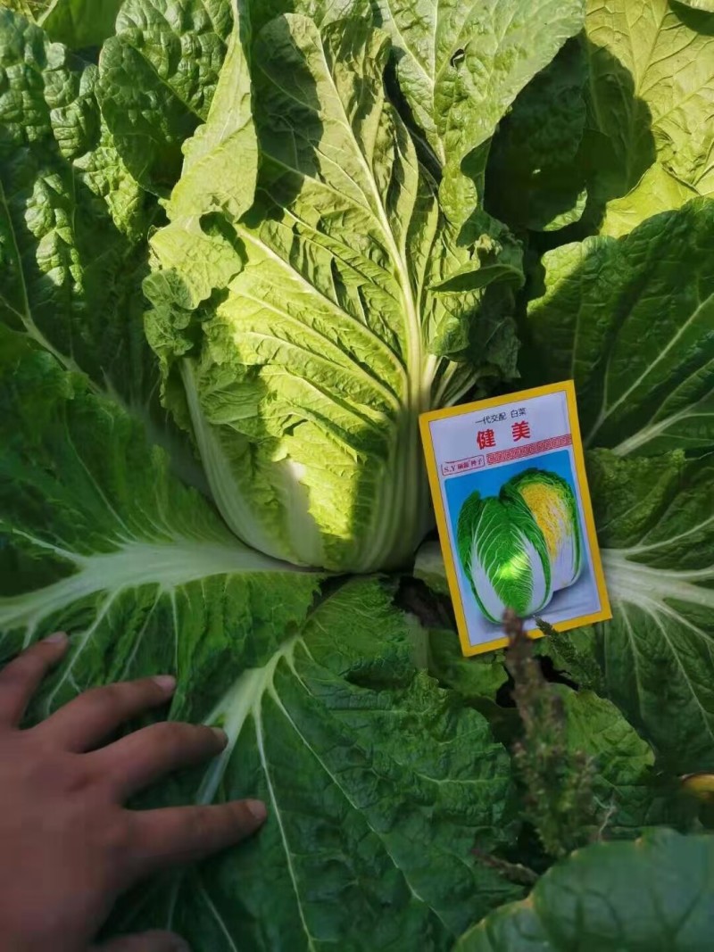 健美黄心大白菜种子秋宝高抗根肿病70天黄心芯白菜做泡菜种