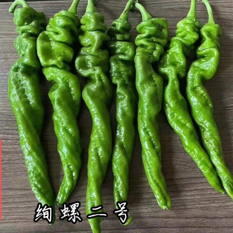 绚螺二号螺丝椒辣椒种籽欧兰德高产春秋大果薄皮香辣螺丝椒种