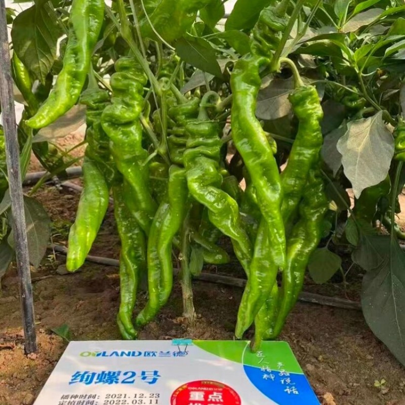 绚螺二号螺丝椒辣椒种籽欧兰德高产春秋大果薄皮香辣螺丝椒种