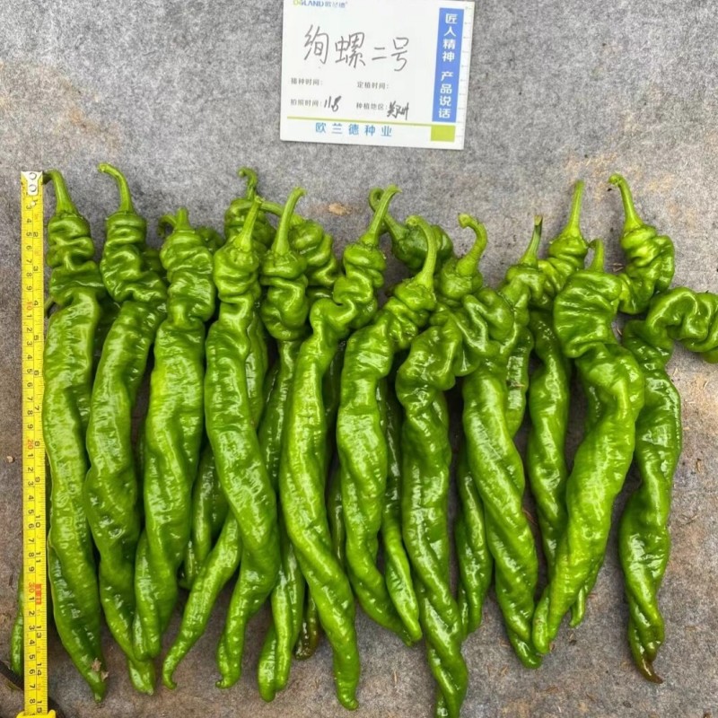 绚螺二号螺丝椒辣椒种籽欧兰德高产春秋大果薄皮香辣螺丝椒种