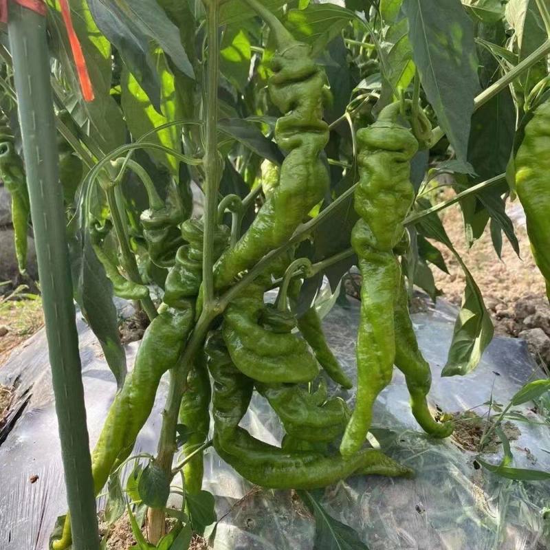 绚螺二号螺丝椒辣椒种籽欧兰德高产春秋大果薄皮香辣螺丝椒种