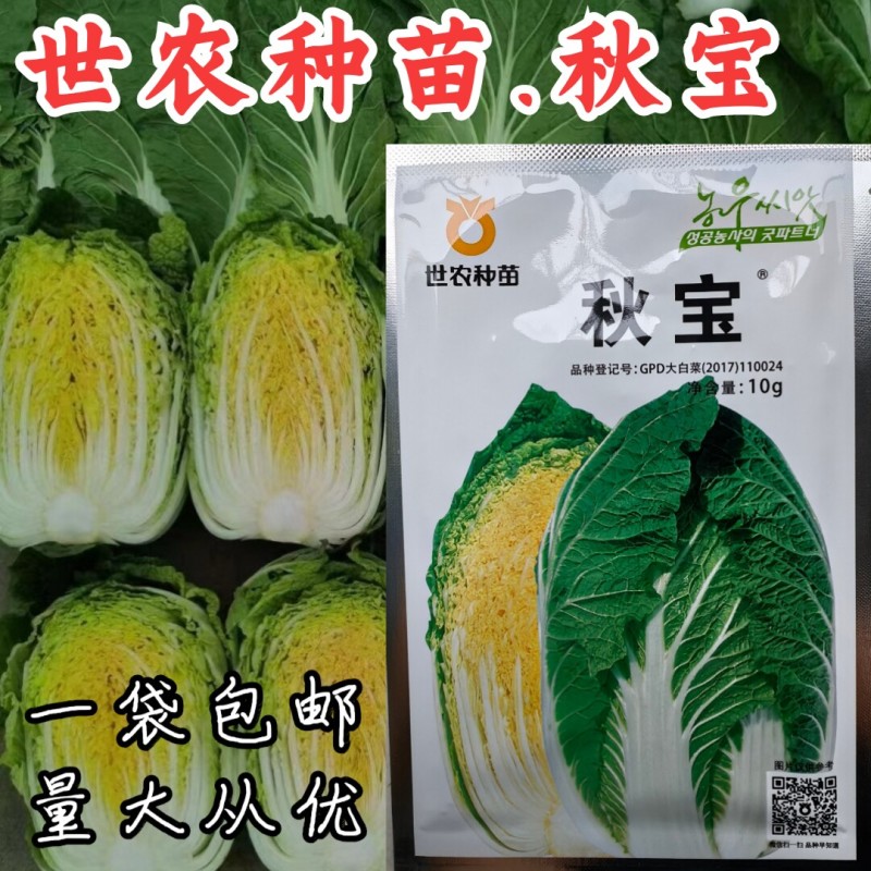 世农秋宝白菜种子秋宝大白菜70天韩国早熟黄心秋宝白菜种籽