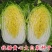 世农秋宝白菜种子秋宝大白菜70天韩国早熟黄心秋宝白菜种籽