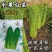 水果白菜种子绍菜种子龙牙白菜甜脆薄叶绿叶青麻叶菜秋蔬菜种
