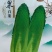 水果白菜种子绍菜种子龙牙白菜甜脆薄叶绿叶青麻叶菜秋蔬菜种
