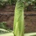 水果白菜种子绍菜种子龙牙白菜甜脆薄叶绿叶青麻叶菜秋蔬菜种