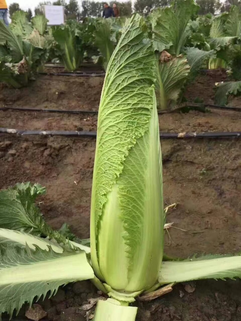 水果白菜种子绍菜种子龙牙白菜甜脆薄叶绿叶青麻叶菜秋蔬菜种