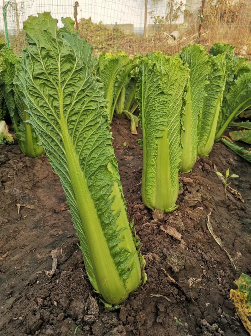 水果白菜种子绍菜种子龙牙白菜甜脆薄叶绿叶青麻叶菜秋蔬菜种