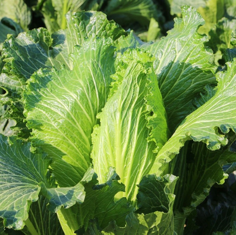 水果白菜种子绍菜种子龙牙白菜甜脆薄叶绿叶青麻叶菜秋蔬菜种