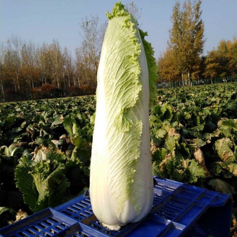水果白菜种子绍菜种子龙牙白菜甜脆薄叶绿叶青麻叶菜秋蔬菜种