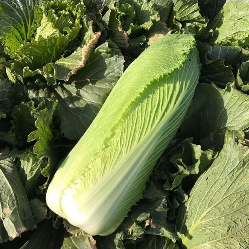 水果白菜种子绍菜种子龙牙白菜甜脆薄叶绿叶青麻叶菜秋蔬菜种