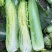 水果白菜种子绍菜种子龙牙白菜甜脆薄叶绿叶青麻叶菜秋蔬菜种
