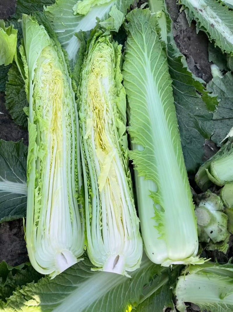 水果白菜种子绍菜种子龙牙白菜甜脆薄叶绿叶青麻叶菜秋蔬菜种