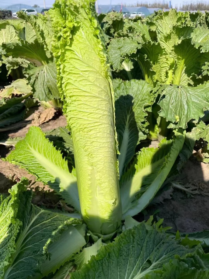 水果白菜种子绍菜种子龙牙白菜甜脆薄叶绿叶青麻叶菜秋蔬菜种