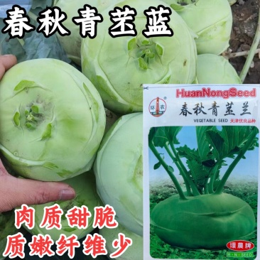 青苤蓝种子天津苤蓝种子籽阳台家庭盆栽水果绿苤蓝种子