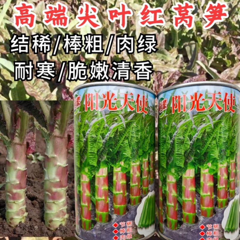 红尖叶莴笋种子笋缘阳光天使耐寒越冬尖叶红皮莴笋莴苣种子籽