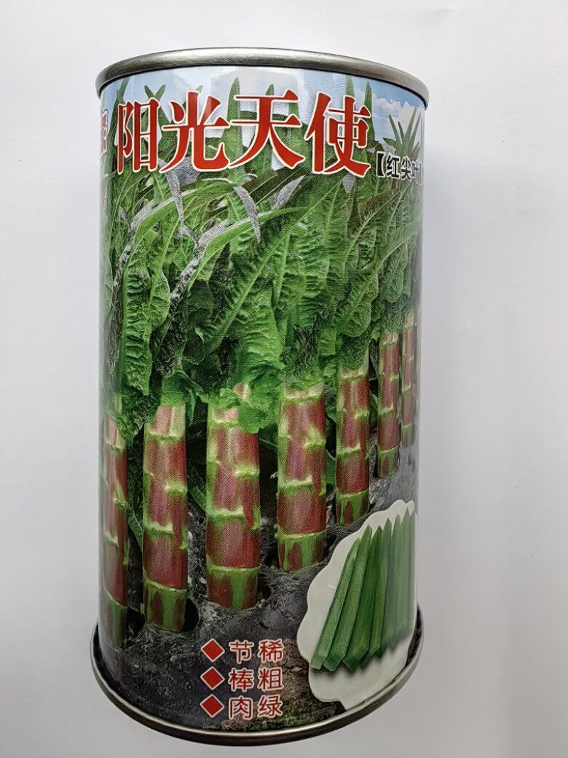 红尖叶莴笋种子笋缘阳光天使耐寒越冬尖叶红皮莴笋莴苣种子籽