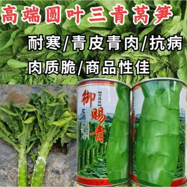 圆叶三青莴笋种子玉赐青皮青肉耐寒耐湿绿肉清香莴笋莴苣种子
