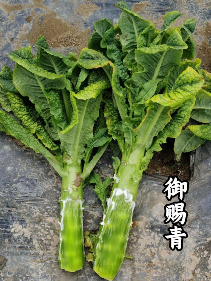 圆叶三青莴笋种子玉赐青皮青肉耐寒耐湿绿肉清香莴笋莴苣种子