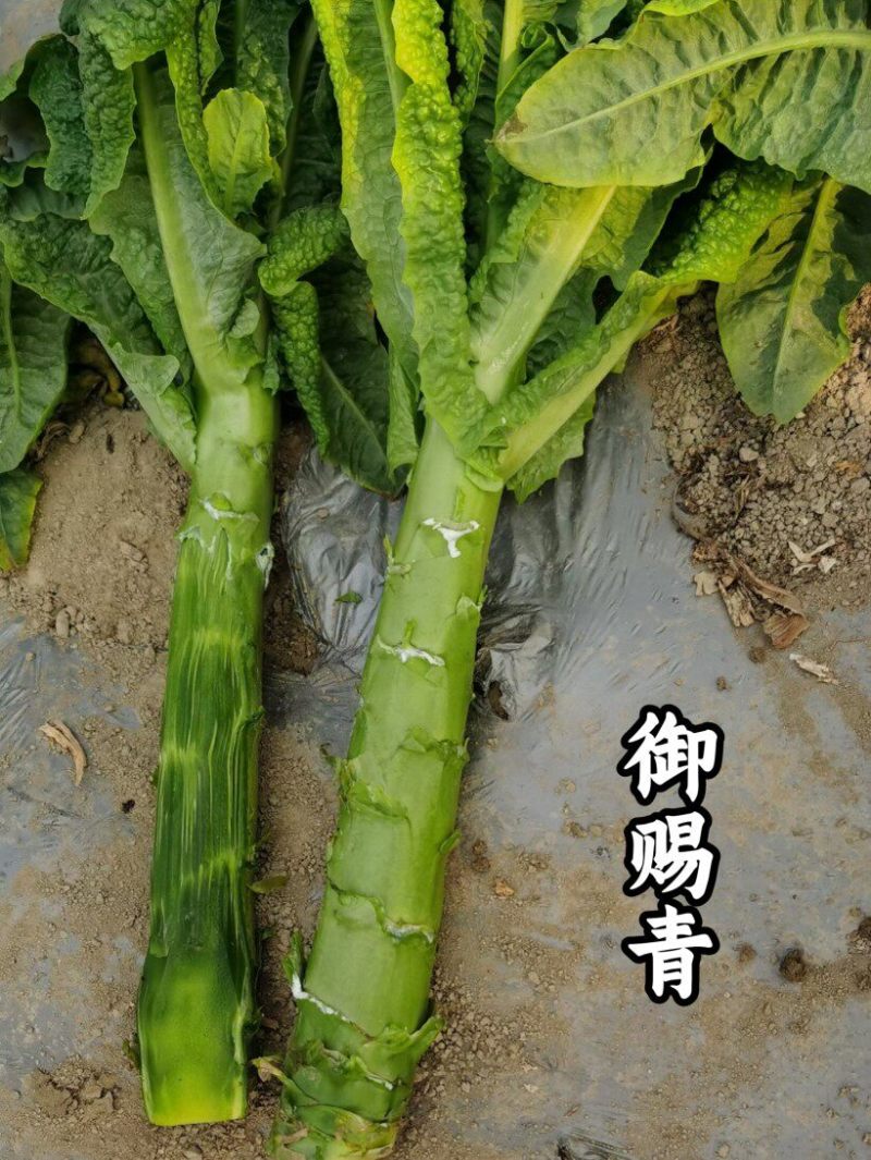 圆叶三青莴笋种子玉赐青皮青肉耐寒耐湿绿肉清香莴笋莴苣种子