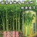 硕源香芹种子四季小香芹无纤维黄绿速生耐热菜农芹菜种子籽大