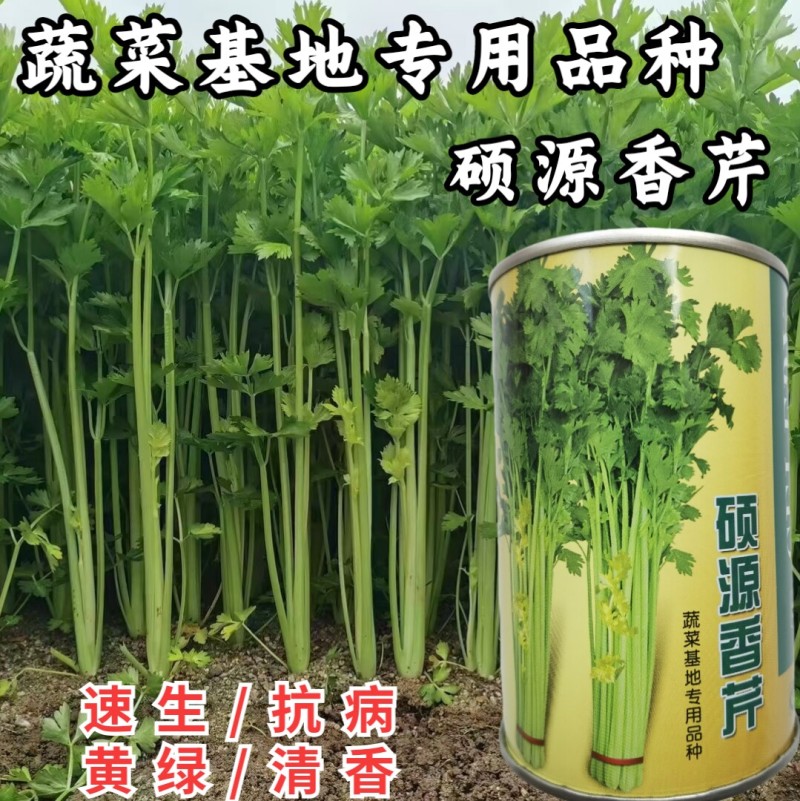 硕源香芹种子四季小香芹无纤维黄绿速生耐热菜农芹菜种子籽大