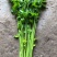 硕源香芹种子四季小香芹无纤维黄绿速生耐热菜农芹菜种子籽大