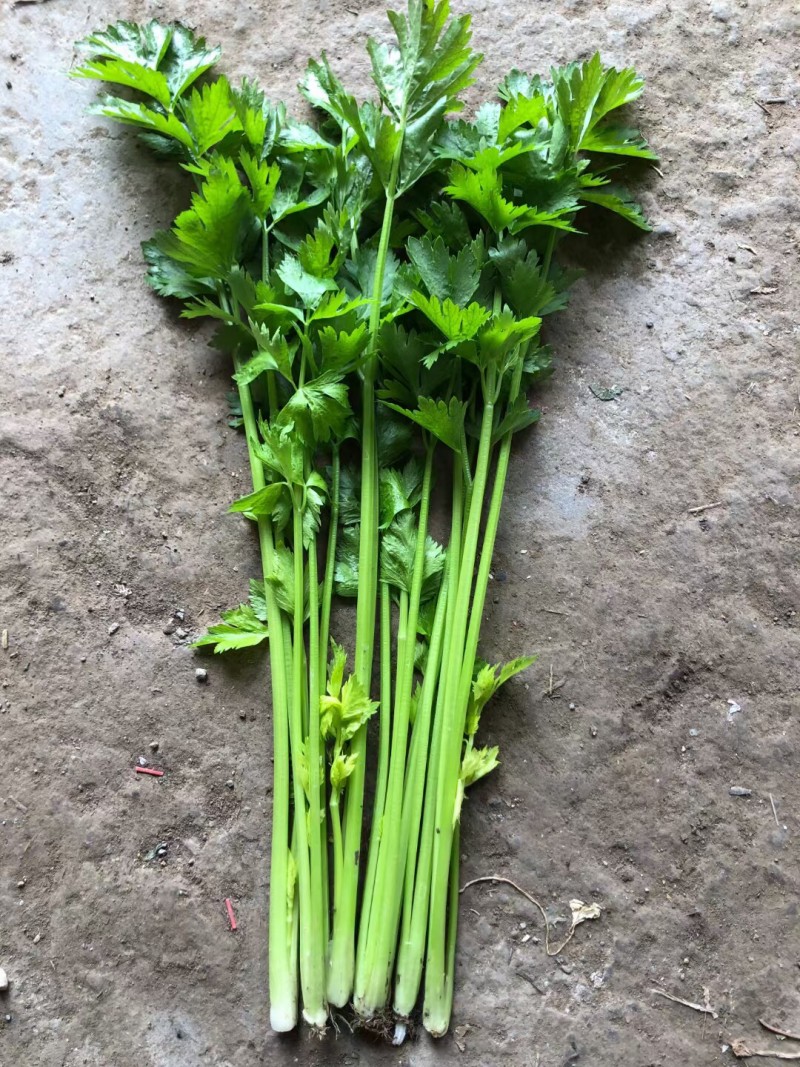 硕源香芹种子四季小香芹无纤维黄绿速生耐热菜农芹菜种子籽大