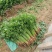 硕源香芹种子四季小香芹无纤维黄绿速生耐热菜农芹菜种子籽大