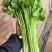 硕源香芹种子四季小香芹无纤维黄绿速生耐热菜农芹菜种子籽大