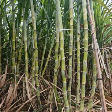 黄金甘蔗苗【广西农科院种苗】8个芽起步，基地自产直销