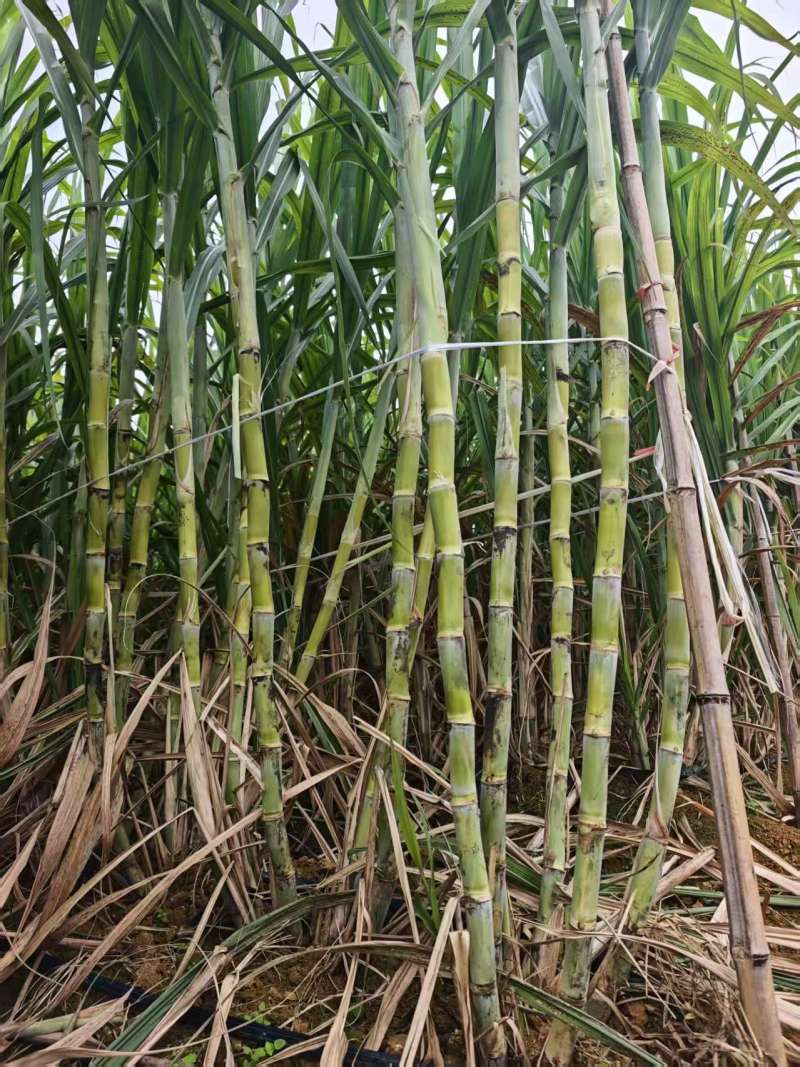 黄金甘蔗苗【广西农科院种苗】8个芽起步，基地自产直销