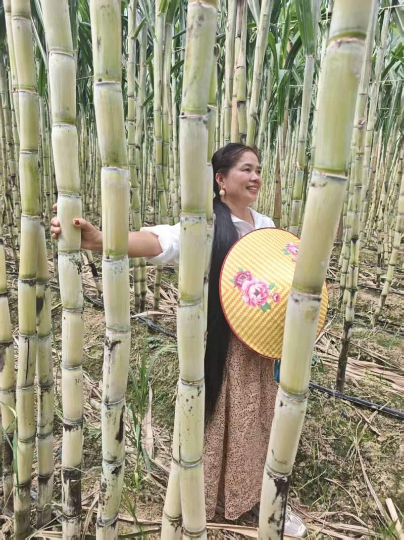 黄金甘蔗苗【广西农科院种苗】8个芽起步，基地自产直销