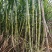 【黄金甘蔗苗】易松甘蔗种苗西施基地自销广西农科院