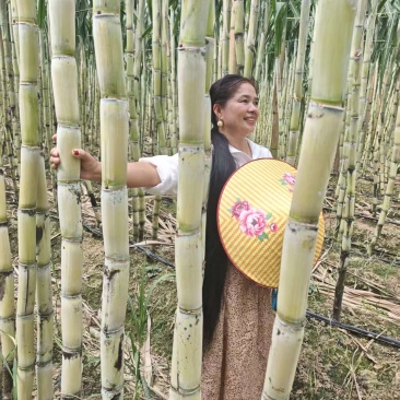 【黄金甘蔗苗】易松甘蔗种苗西施基地自销广西农科院