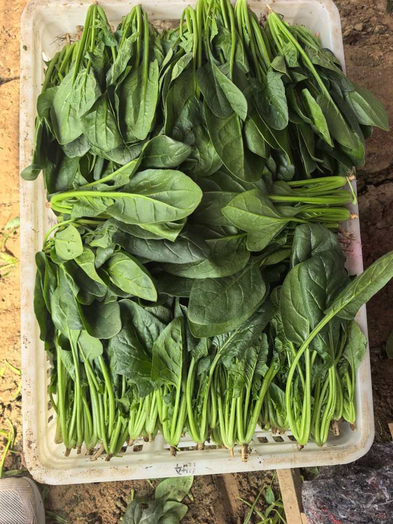 【热卖】莘县精品大叶菠菜种植基地现挖现发新鲜大量上市