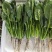 【热卖】莘县精品大叶菠菜种植基地现挖现发新鲜大量上市