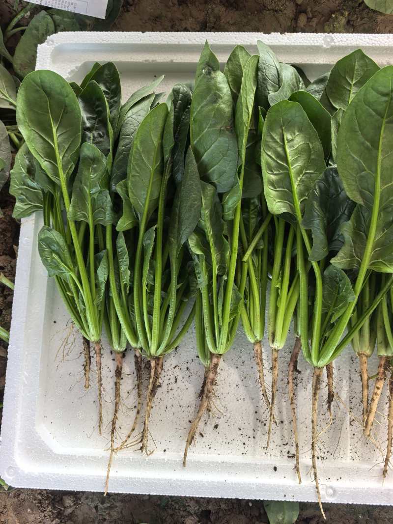 【热卖】莘县精品大叶菠菜种植基地现挖现发新鲜大量上市