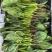 【热卖】莘县精品大叶菠菜种植基地现挖现发新鲜大量上市