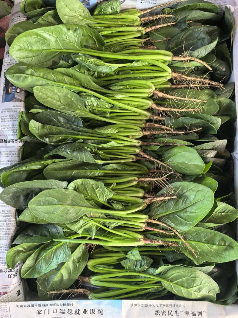 【热卖】莘县精品大叶菠菜种植基地现挖现发新鲜大量上市